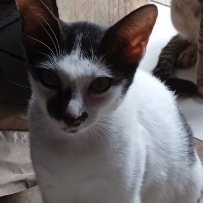 Ujank473943211's profile picture. Tetap semangat walaupun rintangan sllu menghadang