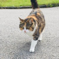 Bergziege 🎶 (@maupimitty) 's Twitter Profile