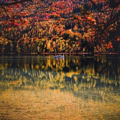 shunaaaaaa's profile picture. 