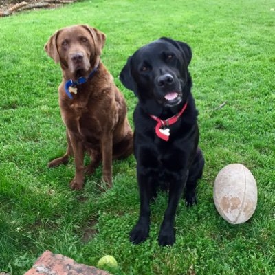 Hello. We are Bournville and Wellington.. and our new little brother Leicester!! We love sticks, ponds, meeting new friends and generally being friendly