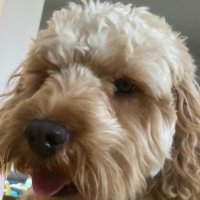 Dan (@dan_ltfc) 's Twitter Profile