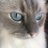 🇯🇵こねこねこ🇦🇺のアイコン