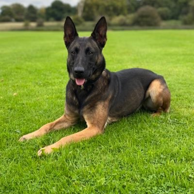 A page following GP Dog Xena & Drugs Dog Teddy as they work with their Dad for Warwickshire Police