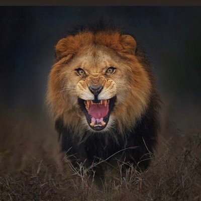 velo_swiss's profile picture. F*ck Putin