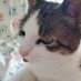 Colleen ☘️🪡📚 (@colle_cat) Twitter profile photo Colleen ☘️🪡📚 (@colle_cat) Twitter profile photo