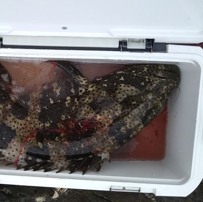 pafutyan's profile picture. 　釣りが好きで磯釣りをメインでやってます。船酔いしちゃうんで船釣りはできません。釣果を呟けるほど釣れたらいいなぁ…