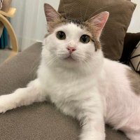 King Johnnys (@johnnabes) 's Twitter Profile