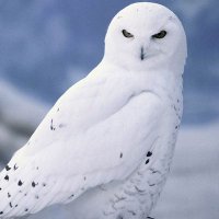 Beyaz Baykuş(@kilicomer02) 's Twitter Profile Photo