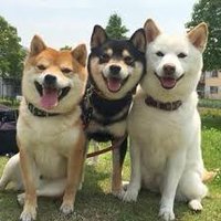 Sir Toshi (@sirtoshi2) 's Twitter Profile