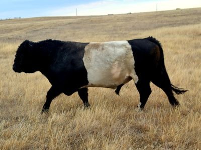 Rancher in South Eastern Alberta,  father of 3 teenage girls,  spent most of my life in oil and gas to pay for cattle!!  
   Trying my hand in the stock market.