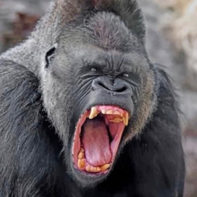 silverback1024 Profile Picture