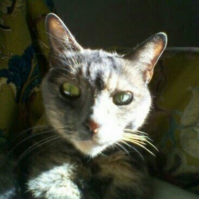 CPeechee's profile picture. 