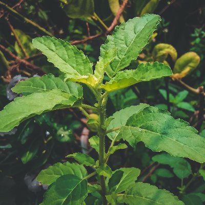 ehtvir's profile picture. Hey