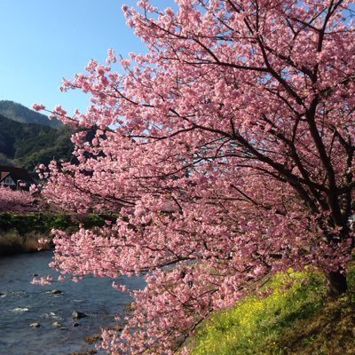 Akoさんのプロフィール画像