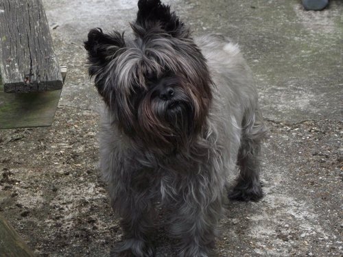what! you don't think i have things to say? I like biscuits, long walks, playing with the hosepipe, socks and drinking from the tap in the bath dislike postmen