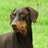 _hanfreechacha's profile image