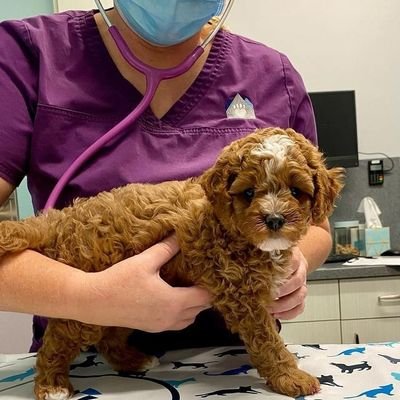 Cavapoo Puppies for Sale #USA