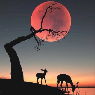 kimballcho5's profile picture. 