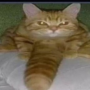 Catgomeowさんのプロフィール画像