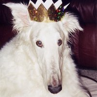 ash (@chipsncandy) 's Twitter Profile