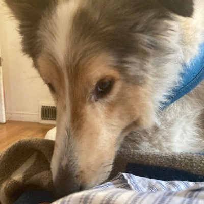 Tweets about covid, cute creatures, reading and Whiskey the giant #sheltie. I live in San Francisco and a Walnut orchard in Northern California.