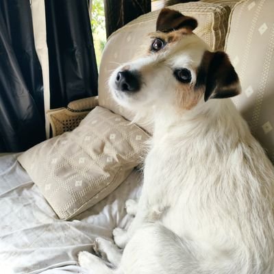 Archiedoggiedog Profile Picture