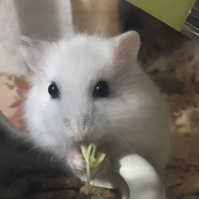 ハムスター🐹と馬🐴が好きです。馬はテイエムオペラオー、アーモンドアイ、ロードカナロア。お菓子作りも時々。ピアニストが身内に居ます。クラシック音楽が大好きです。特にリスト、ブラームス、ラフマニノフ。