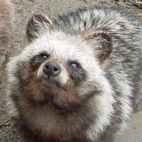 ばんぶぅ (@obanboo) 's Twitter Profile