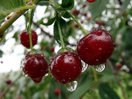 lubov_nikitina's profile picture. Я такая, как есть, я не стану иной, Я немного поплачу у вас за спиной, Вытру слезы и мило в ответ улыбнусь, И такой, как я есть, к вам опять повернусь