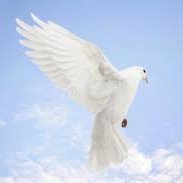 kcgcimb13's profile picture. Shib,Saitama & Klee.