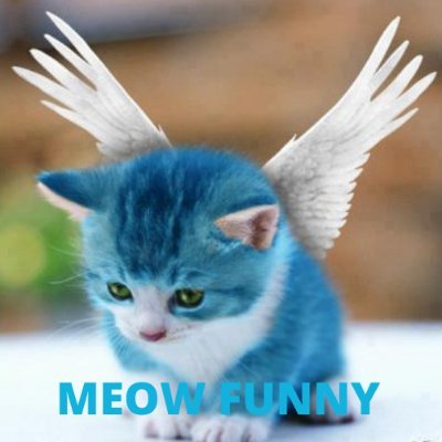 Meow Funny