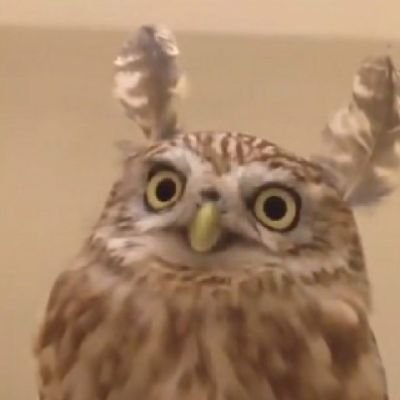 Walc_des's profile picture. Digital Artist 
Fandom: HQ!