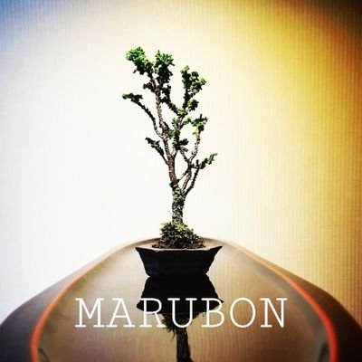 Marubon