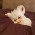 𝘍𝘶𝘳𝘣𝘺 (@msbyohs) Twitter profile photo 𝘍𝘶𝘳𝘣𝘺 (@msbyohs) Twitter profile photo