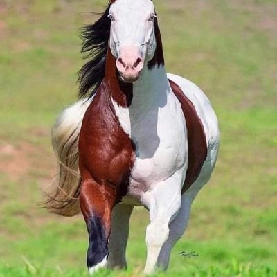 AdamMizri's profile picture. 