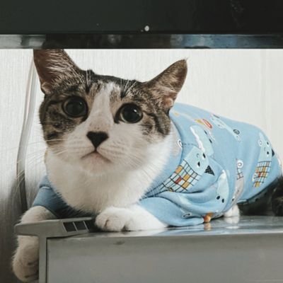 @Tuanzps245