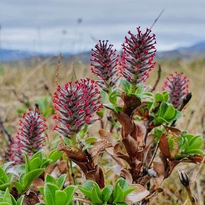 Arctic ecologist in @APEGU1 with focus on plant-soil interactions. Professor in Ecosystem Science at @goteborgsuni. Also at @robertgbjork.bsky.social.