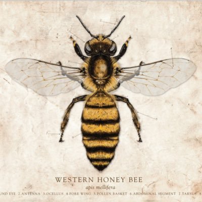 honeybeefoxwind's profile picture. Twitter is stupid, that’s why I’m here.