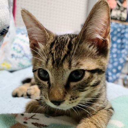 2ヵ月前に譲り受けた保護猫ちゃんの大切な家族のりょうすけ生後半年で先天性門脈シャントと診断され闘病中です わからない事不安な事沢山ありますが宜しくお願い致します どうか、少しでも一緒にいられますよーに クラウドファンデイング達成しました😆✨🎵