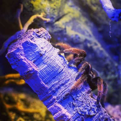 こんにちは♪https://t.co/gO737AJeu3黒沢と申します🤓飼育している生き物を美し環境で管理するテラリウム(箱)を製作しています📦🪴 現在イベントなどで展示販売をしています。HP☞ https://t.co/b8g85GlLqC YouTube⇨