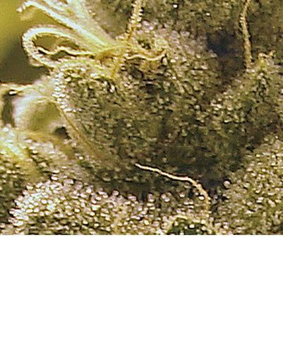 JadeKine's profile picture. Cannabis Educator and Writer. Founder of CannAcademy - You Can Grow It. We Can Help