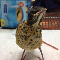 Rochelle Thomas (@birdfilly) 's Twitter Profile