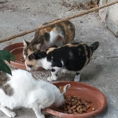 Grupo de voluntarios para la alimentación y cuidado de las colonias felinas del polígono de Vicalvaro. https://t.co/AWGDAZnt65