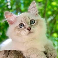 Redtoybox-cattery (@red_toybox) 's Twitter Profile