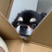 まっこう (@masamichikawai) 's Twitter Profile Photo