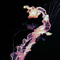 肉食うさぎ (@xxjellyxfishxx) Twitter profile photo