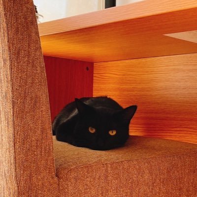 kumanizm's profile picture. ドラクエウォーカー