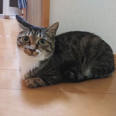 JBJBJB65528481's profile picture. 暗号資産用　🐈保護猫増殖中🐈にゃ　STEPN　好きなPマジックホール、ブラキン、めぞん一刻　好きなSアニマル、ニューパル、島唄30