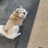 salahs_hair's profile picture. 