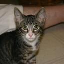 theo harris - @the0cat - Twitter